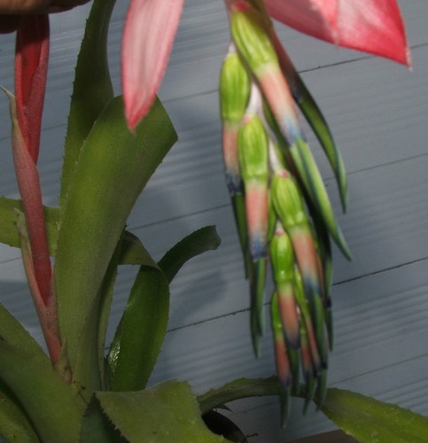 Rare pink billbergia bromeliad - rare,