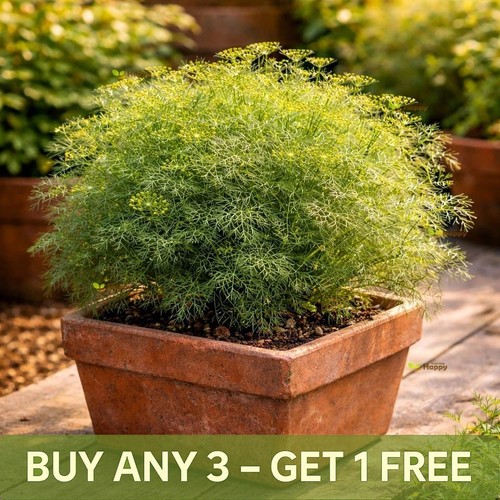 Herb seeds dwarf dill - herb,