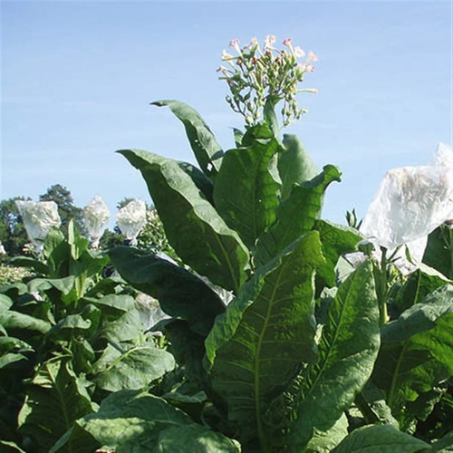 Virginian gold tobacco - #2,