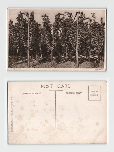 Postcard hop garden - postcard, a