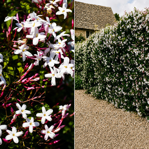 Rhs agm scented evergreen - 🏆rhs,