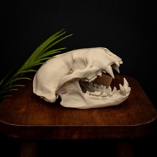 Lifesize Honey Badger  Skull Replica 3D Printed Model | Museum-Grade Collectable