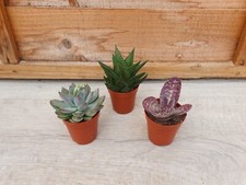 Live Succulent Plants Mix