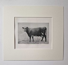 BABBAGE Dairy Shorthorn Cow, 1918 Cattle Farming Photo Print