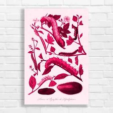 Botanical Illustration Pink