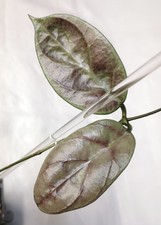 Hoya sp. Lai Chau silver