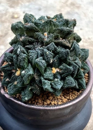 8cm rare live house plant - 8.8cm,