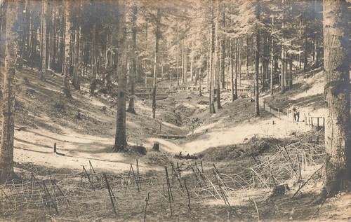 Wwi real photo postcard forest - postcard,