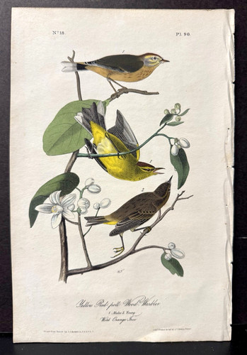 Audubon 1st octavo - audubon,