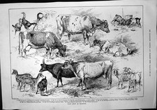 Old Dairy Show Islington Queens Shorthorn Cow W Glynns Guernsey 1888 Victorian