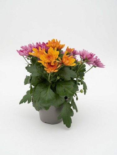 Mixed chrysanthemum plant - mixed,