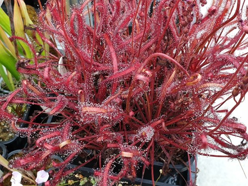 Drosera capensis red fresh - drosera,