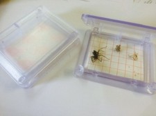 Bug Buster spider catcher trap