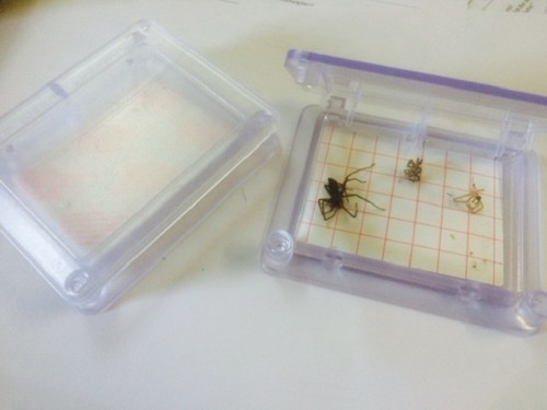 Bug buster spider catcher trap - bug,