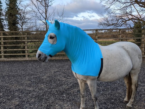 Turquoise lycra horse - , hood