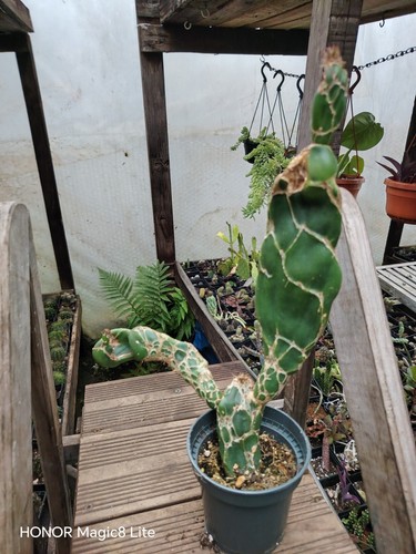 Opuntia zebrina cobra - ,