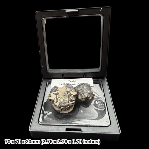 Fossil crab display box - in,