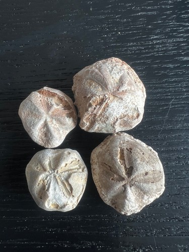 Small sea urchins - 4,