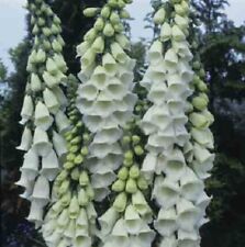 Digitalis purpurea 'Alba' /