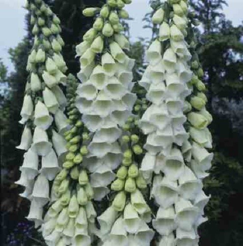 Digitalis purpurea alba - digitalis, 'alba'