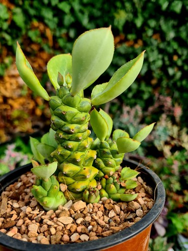 Euphorbia ritchiei variegated - ritchiei,