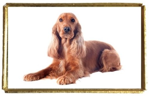 Welsh springer spaniel dog pet - dog,