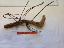 #109  Manzanita Natural