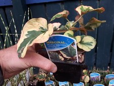 Houttuynia cordata variegata Chameleon Orange Peel Pond Marginal Bog Plant Water