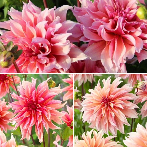 Dinnerplate dahlia labyrinth - labyrinth, x
