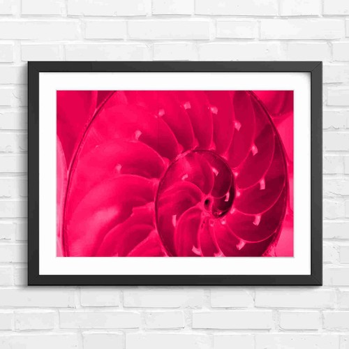Natural nautilus shell - natural, spiral