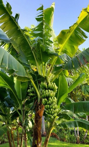 Live banana tree bulb williams - tree,