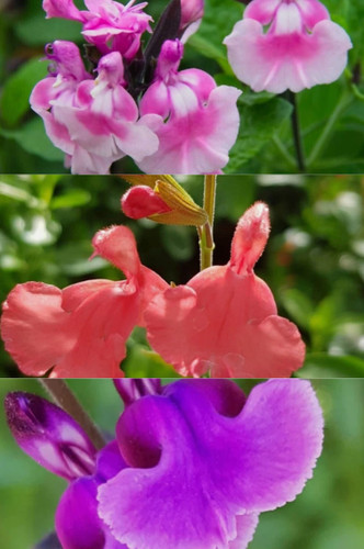 Salvia small mix - x, plug
