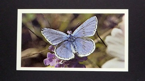 Grandee cigar card - x,