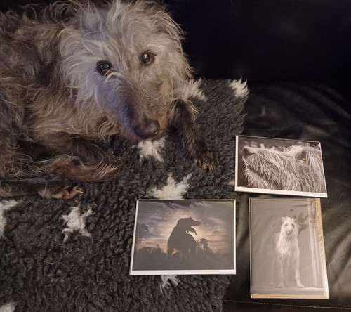 Pack hairy lurcher - hairy, blank