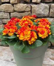 Primula Chinese New Year -
