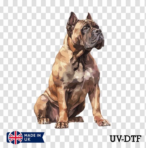 Cane corso dog - dog, uv