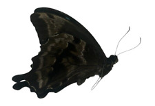 Papilio oribazus A1-/A-