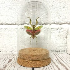 Jewelled flower mantis - jewelled,