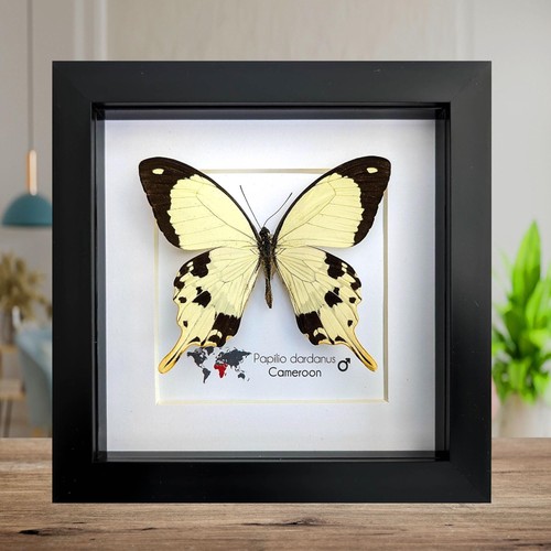 Papilio dardanus the - , african