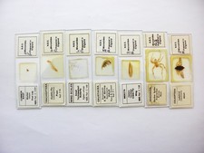 7 Vintage Microscope  Slides.   Complete  Insects and Parts by N.B.S.