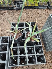 Yucca Torreyi - 11 cm Pot Outdoor Grown