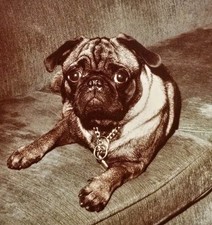 Vintage Color Snapshot Photo Very Cute Dog Pug Large Eyes On Couch Good Boy!