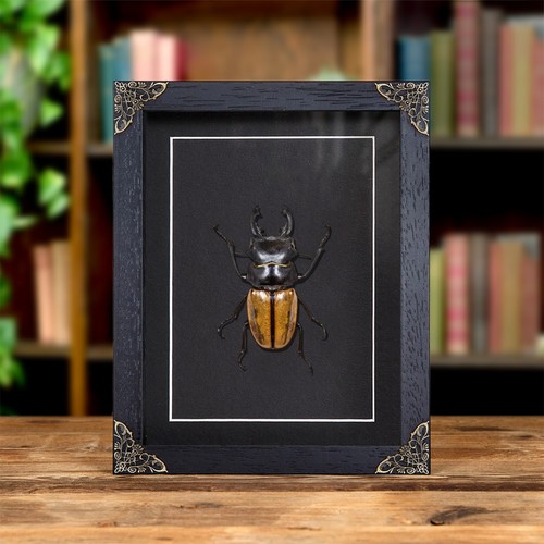 Stag beetle baroque style - beetle,
