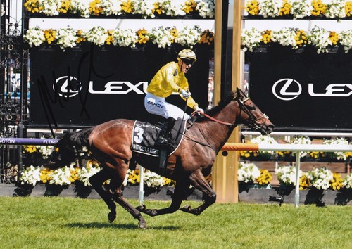 Horse racing mark zahra - horse,