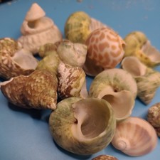 sea shells lot snail shells