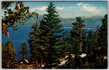 Vtg Postcard Giant Pine Cones Bliss State Park Lake Tahoe, CA 1960s