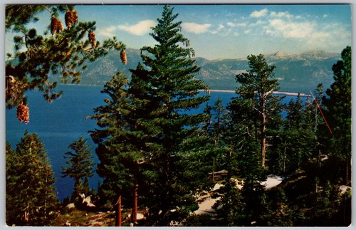 Vtg postcard giant pine cones - giant,