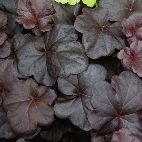 Heuchera obsidian 9cm pot - 9cm,