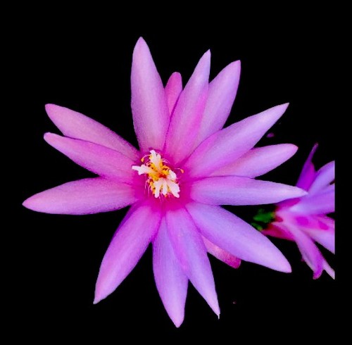 Easter cactus house plant