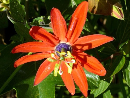 Young passion flower - young,